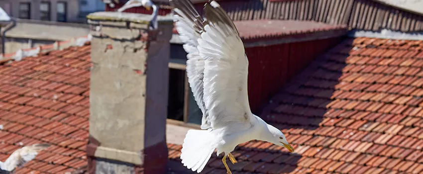 Residential Chimney Animal Removal Solution in Lebanon, IN